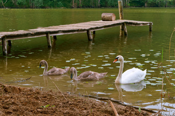 Swans came on shore. The swans on the lake with a bridge.