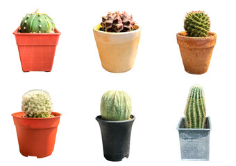 Set of six cactus isolated on white background with clipping path