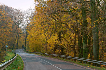 Road between autumn trees. Trees with yellow and red leaves on the side.