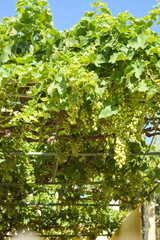 Fototapeta premium Green grape. Grapes on a vine on a vineyard. Greece.