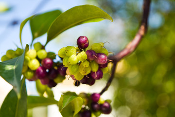 Coffee farm and plantation on the south mountain. Coffee beans on tree.