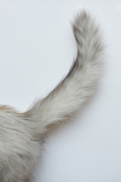 Gray Cat Tail