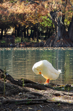 Pato se rasca en Cam&eacute;cuaro