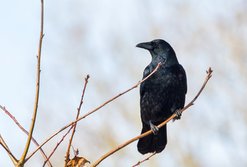 Rabenkrähe auf Weidenzeig vor schönen Hintergrund