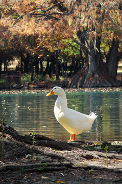 Pato quieto en Cam&eacute;cuaro