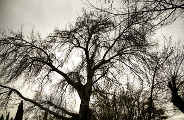 Branches of autumnal tree