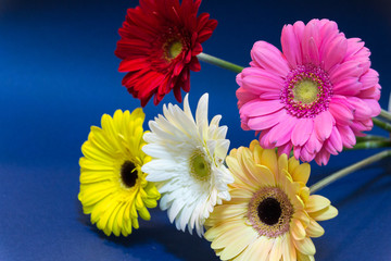 A bouquet of gerbera flowers on a blue background. Colorful. Celebration. March 8.