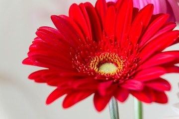 close-up of a red flower gerbera: it is a genus of herbaceous plants of the family Asteraceae, originating from Africa, Asia and South America