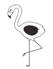 flemish tropical and exotic bird vector illustration design