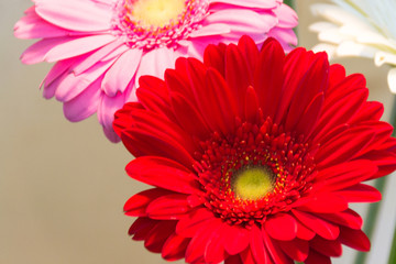 close-up of a red flower gerbera: it is a genus of herbaceous plants of the family Asteraceae, originating from Africa, Asia and South America