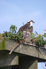 bird, wildlife, animal, eagle, nature, hawk, wild, beak, predator, raptor, prey, feathers, brown, bird of prey, feather, falcon, tree, osprey, flight, fly, wings, flying, vulture, buzzard, branch