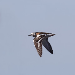 Ruddy Turnstone