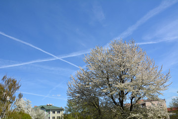 White blooming tree on blue sky background acrossing in lines of planes