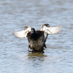 Tufted Duck