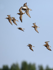 Ruff flies