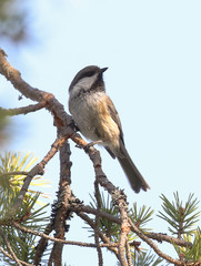 Siberian tit