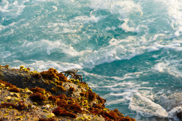 Crab on rocks with beautiful turquoise tropical ocean background. Close up.