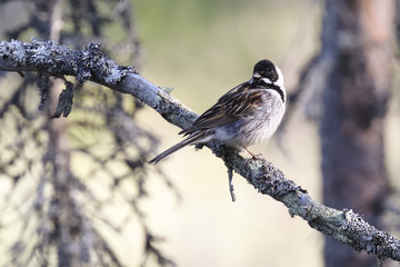 Reed Bunting in the tree