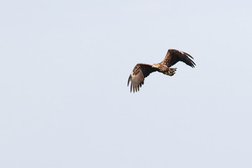 White tailed eagle
