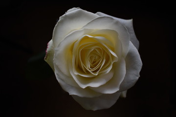 White rose