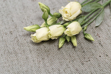 Fresh white flowers eustoma on natural tablecloth with copy space for text or congratulation. Small unblown buds.