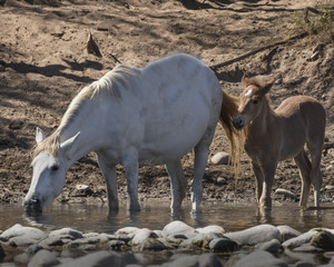 Wild Horses