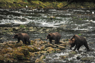 Alaska. Bears on the river near  Juneau
