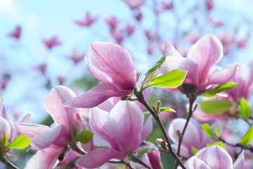 Fototapeta premium pale pink magnolia flower on a branch against the sky