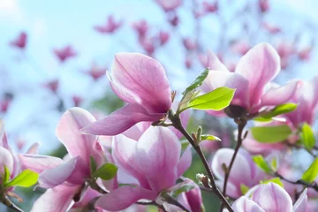 Foto op Canvas  pale pink magnolia flower on a branch against the sky © lms_lms