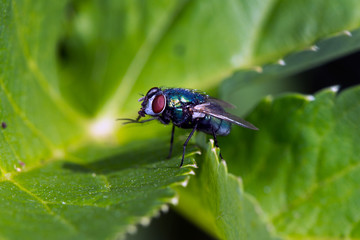 little fly