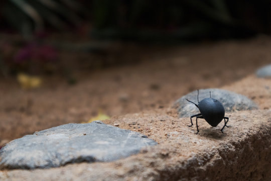 Close up of beetle with blurred background.