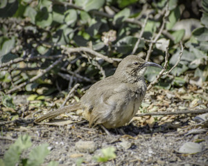 California Thrasher (Toxostoma redivivum), Refugio State Beach, Goleta, CA, USA.