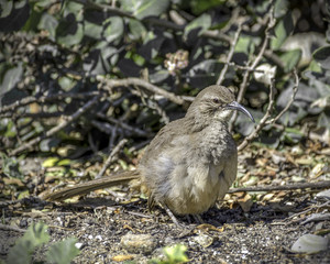 California Thrasher (Toxostoma redivivum), Refugio State Beach, Goleta, CA, USA.