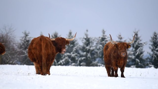 Highland cattle cow in snowy pasture.