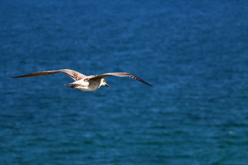 flying seaguul over the sea