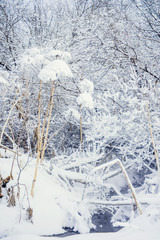 Hoarfrost on dry high grass. Frost covered grass or wild flowers. Winter background.
