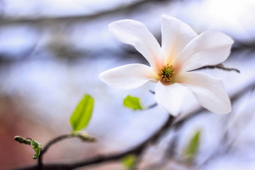 one big white magnolia flower on a blue background