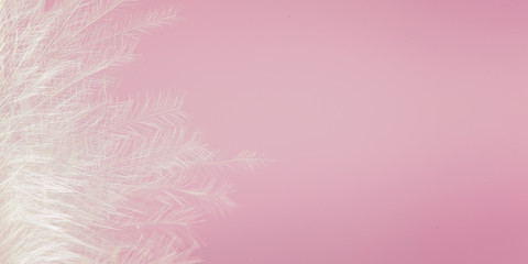 Fototapeta na wymiar White feather of bird on pink background. Soft pink vintage color texture. Banner