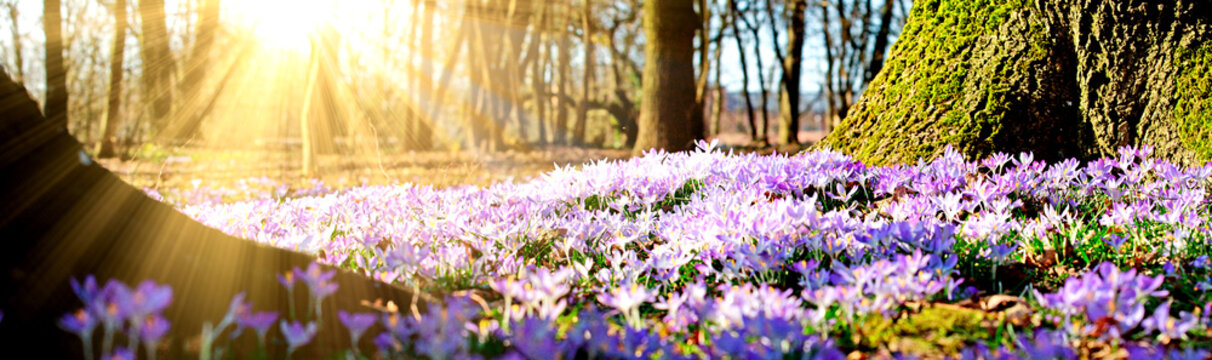 Wiese mit zarten Blumen im Fr&uuml;hling