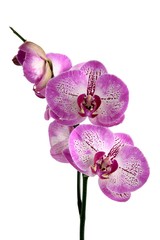 orchid phalaenopsis blossoming,