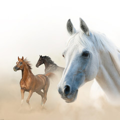 Obraz na płótnie Canvas Horses concept