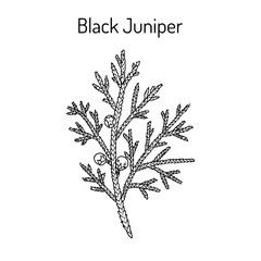 Black juniper Juniperus indica , evergreen medicinal plant.