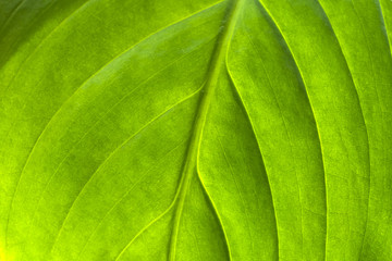 Green leaf close-up. Texture for design