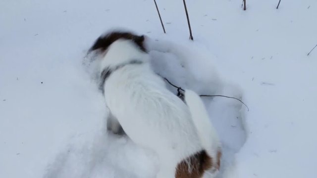 Jack Russell terrier is digging a hole