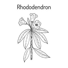 Rhododendron qinghaiense, medicinal plant.