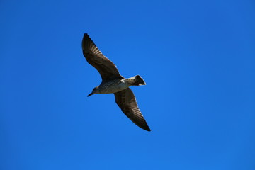Obraz premium seagull flying over the blue sky