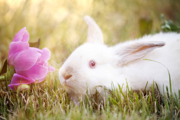 White bunny in the grass