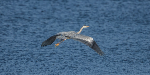 reiher im flug