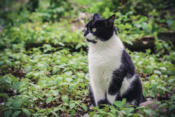 Black and white cat sitting in the garden
