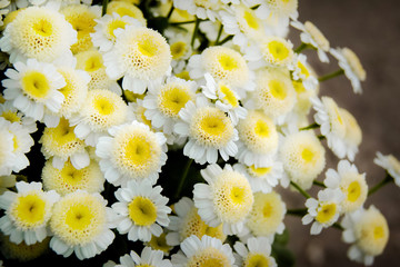  bouquet of white daisies, a white flower with a yellow center, birthday gift